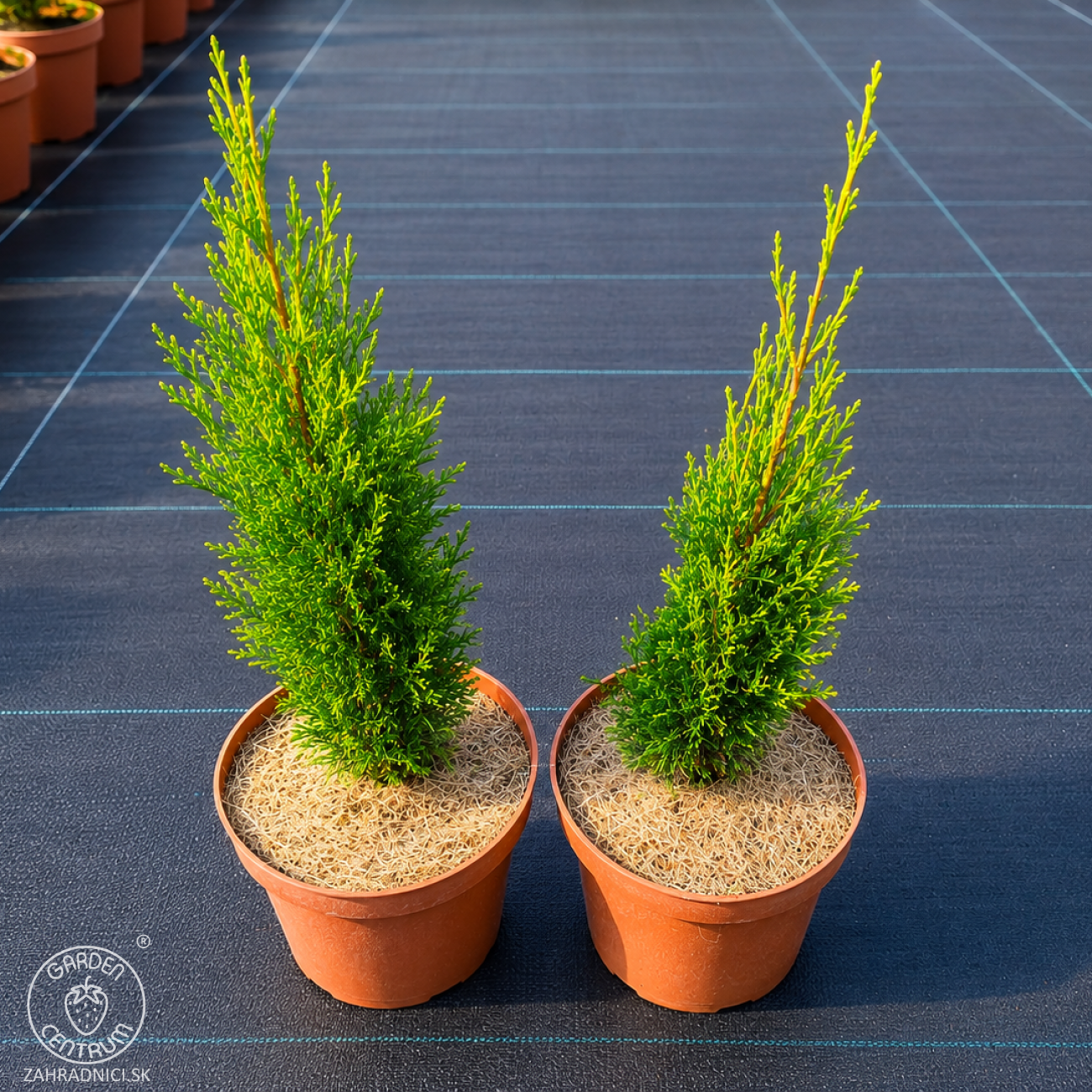 Obrázok Cyprus vždyzelený (Cupressus sempervirens) ´TOTEM´ - výška 25-35 cm, kont. C2L